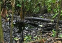 El clamor de indígenas ante la explotación petrolera en la Amazonía ecuatoriana